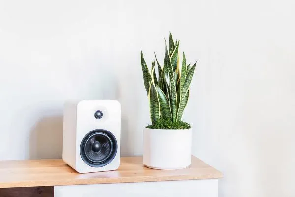 Cây Lưỡi Hổ, một trong những loại cây cảnh nên trồng trong nhà giúp lọc không khí vào ban đêm