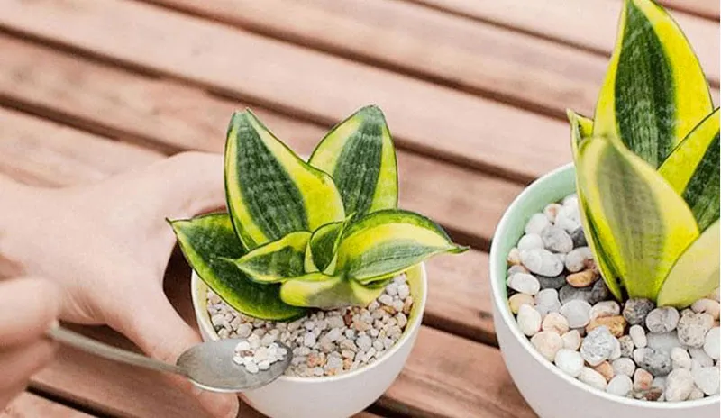 Cây Lưỡi Hổ thích hợp trồng trong nhà và phòng ngủ