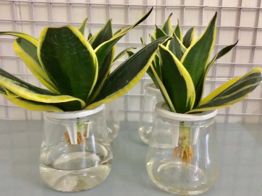 Cây Lưỡi Hổ Thủy Canh Với Bộ Rễ Trắng Đẹp