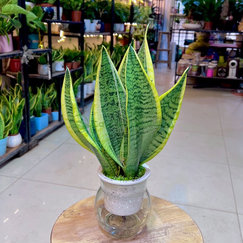 Cách Trồng Cây Lưỡi Hổ Trong Nhà Chuẩn Chuyên Gia Và Chăm Sóc Đúng Cách