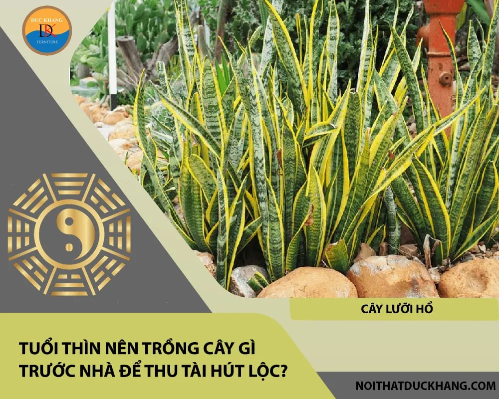 Cây Lưỡi Hổ toát lên vẻ đẹp kiên cường, rất hợp phong thủy Canh Thìn mệnh Kim