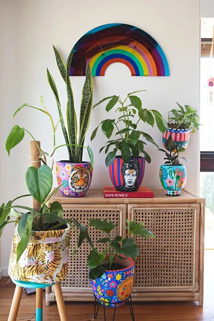 Cây lưỡi hổ trong chậu đặt ở góc phòng khách