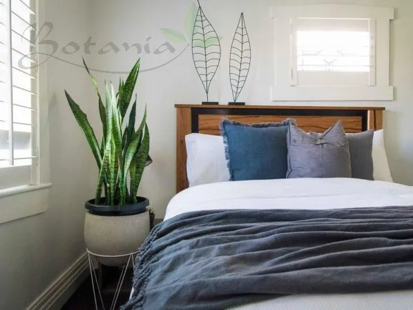 Cây lưỡi hổ ứng dụng hệ thống quang hợp CAM lý tưởng cho phòng ngủ