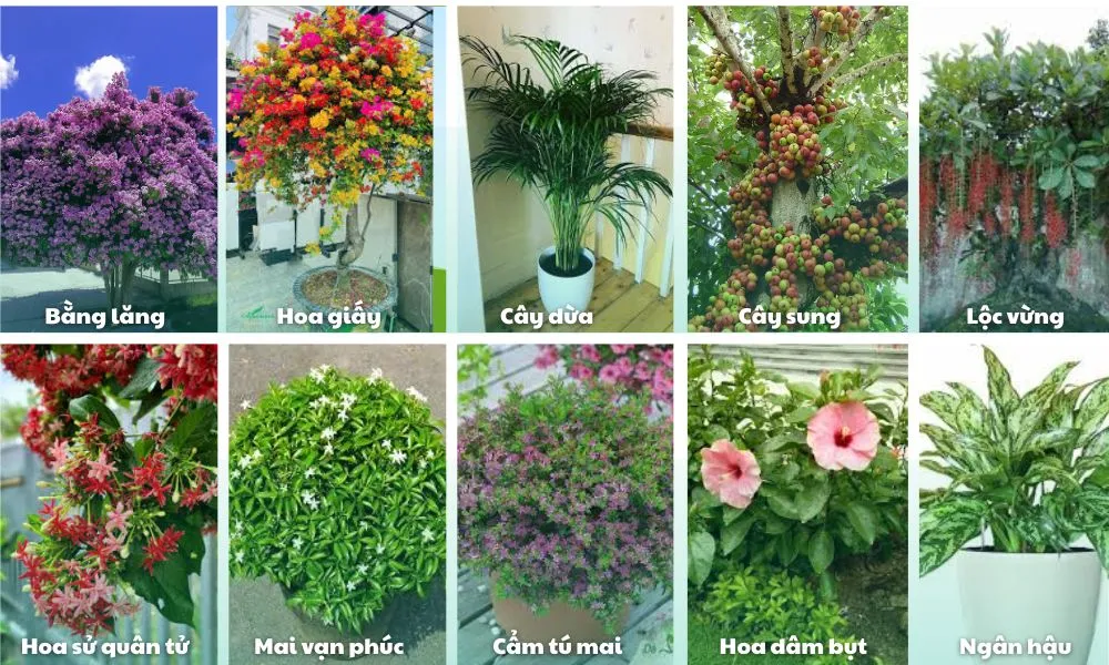 Cây lưỡi hổ và lan ý giúp thanh lọc không khí hiệu quả trong khu vườn gia đình.