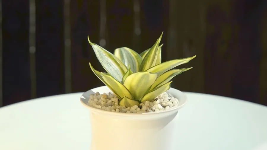 Cây Lưỡi Hổ vằn vàng, loại cây hành Thổ cực kỳ hợp với gia chủ mệnh Thổ