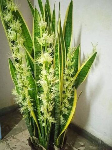 Cách Trồng Cây Lưỡi Hổ Ra Hoa Đạt Tỷ Lệ Thành Công Cao