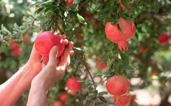 Cây lựu bonsai đang ra hoa và đậu quả non trong chậu