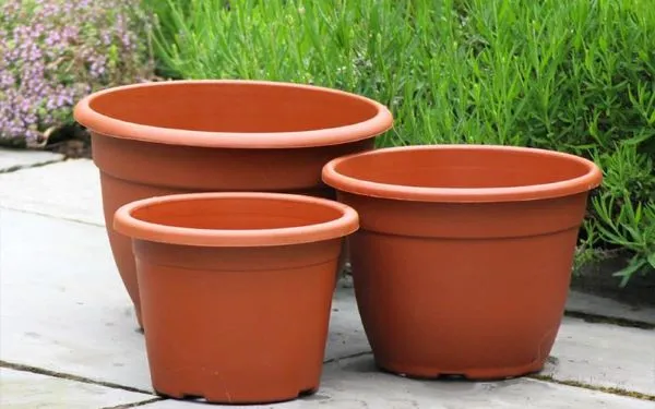 Cây lựu cảnh đang được trồng trong chậu gốm sứ lớn