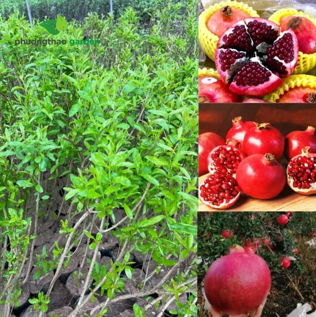 Cây lựu giống khỏe mạnh là yếu tố tiên quyết cho việc trồng cây lựu trong chậu thành công