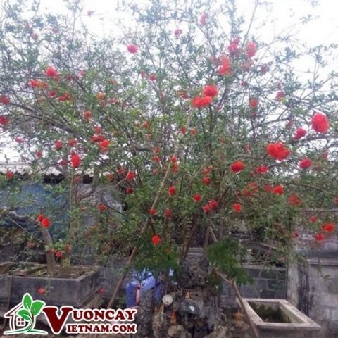 Cách Chăm Sóc Cây Lựu Hạnh Đỏ Đúng Kỹ Thuật Ra Hoa Quanh Năm