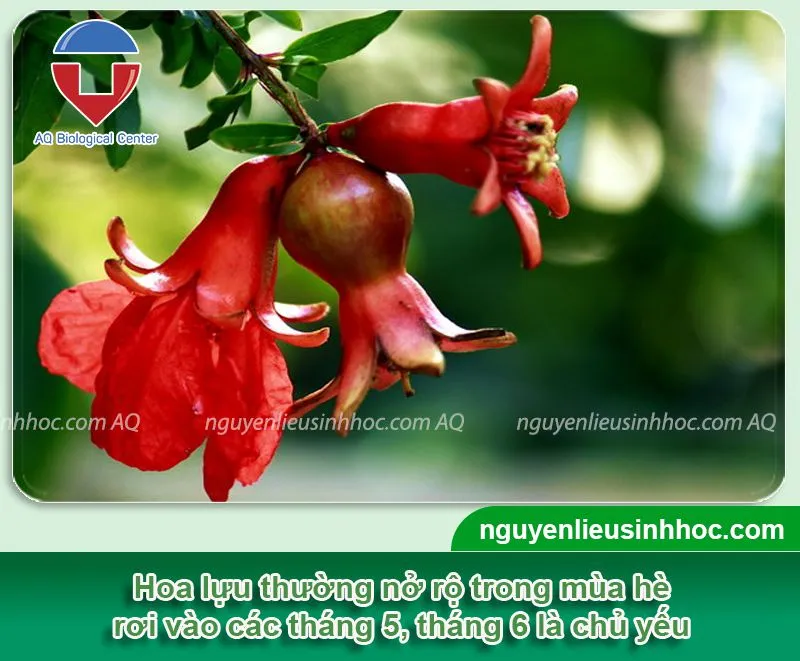 Cây lựu ra hoa vào tháng mấy cần chăm sóc