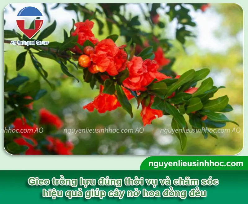 Cây lựu ra hoa vào tháng mấy