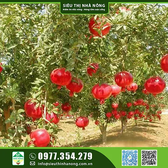 Cây lựu thái trưởng thành với trái chín mọng trên cành và tán lá xanh tươi