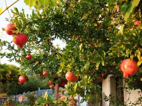 Cây Lựu với quả đỏ