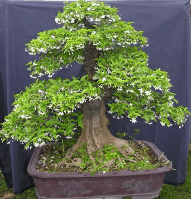 Cây mai chiếu thủy bonsai dáng trực được tạo hình nghệ thuật, thể hiện kỹ thuật chăm cây mai chiếu thủy chuyên nghiệp