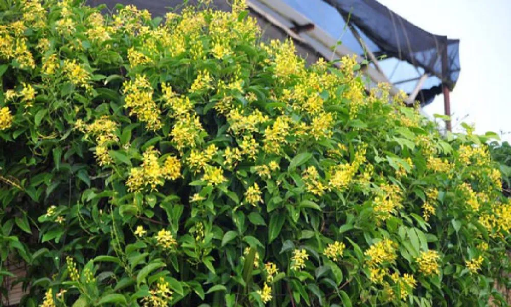 Cây mai hoàng yến sinh trưởng tốt nhất trong môi trường ấm áp, đầy đủ ánh nắng