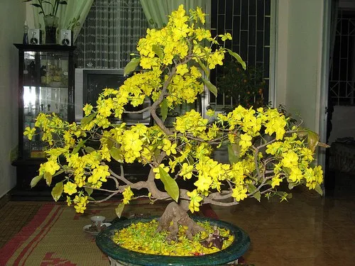 Cây mai trồng chậu trưng trong nhà cần được phục hồi đặc biệt sau tết