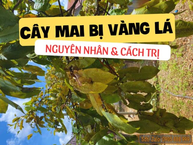 Cách Chăm Sóc Cây Mai Bị Yếu Vàng Lá Phục Hồi Hiệu Quả
