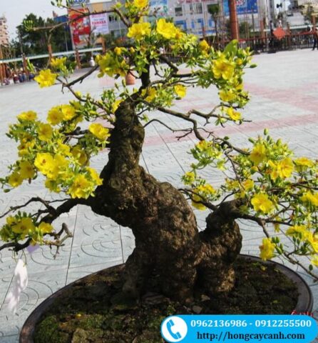 cách Chăm Sóc Cây Mai Chậu Từ A Đến Z Đạt Chuẩn Bonsai