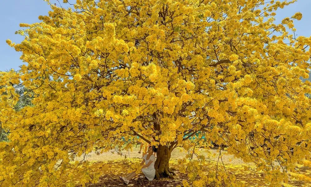 Cây mai vàng đang được tuốt lá cẩn thận để chuẩn bị cho quá trình ra hoa đúng dịp Tết Nguyên Đán