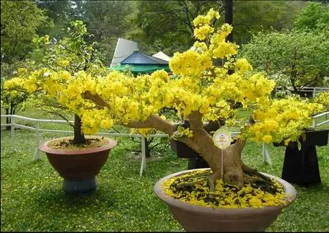 Cây mai vàng được trồng trong chậu, chuẩn bị ra hoa trong không gian sân vườn