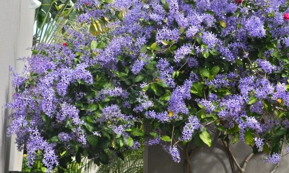 cây mai xanh đà lạt và mai xanh thái phân biệt qua màu sắc lá và khả năng ra hoa