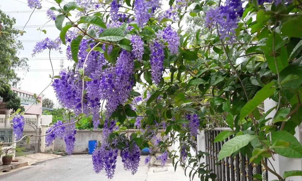 cây mai xanh trưởng thành mang ý nghĩa phong thủy tài lộc và may mắn cho gia chủ