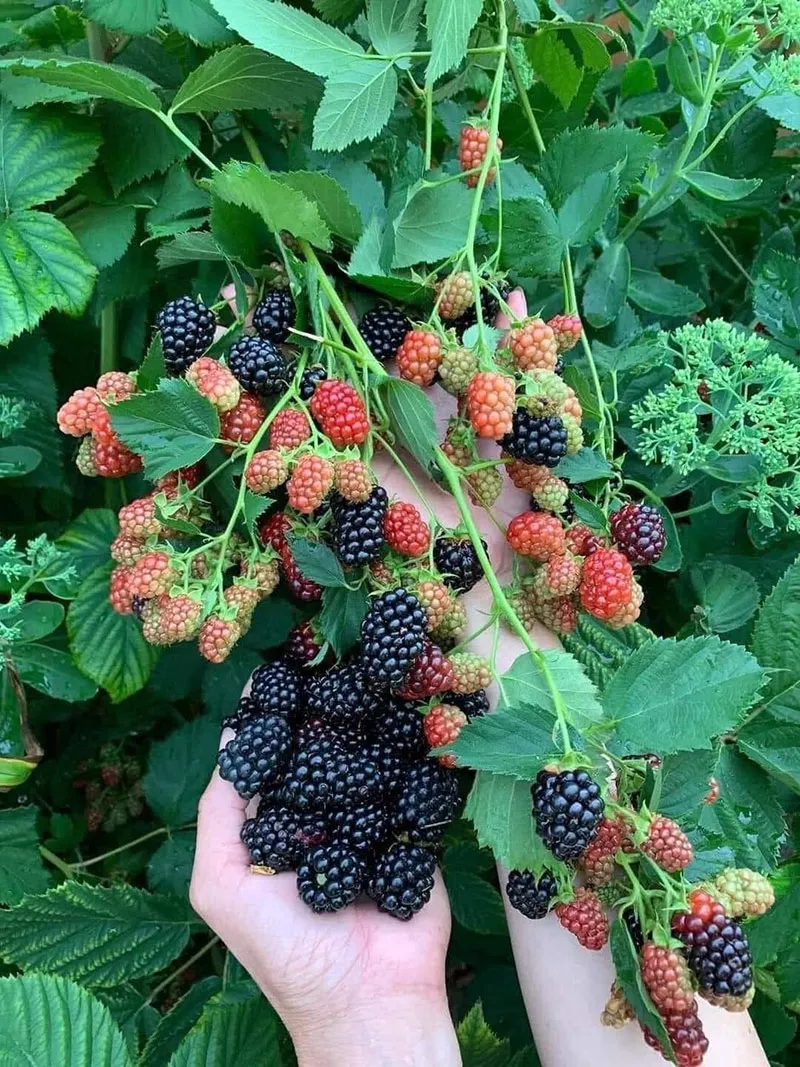 Cây mâm xôi đỏ đang vào mùa quả chín mọng