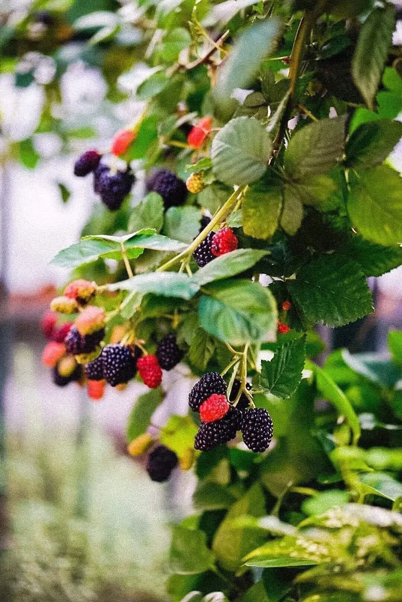 Cây mâm xôi sau khi thu hoạch với các thân cũ và thân mới rõ rệt