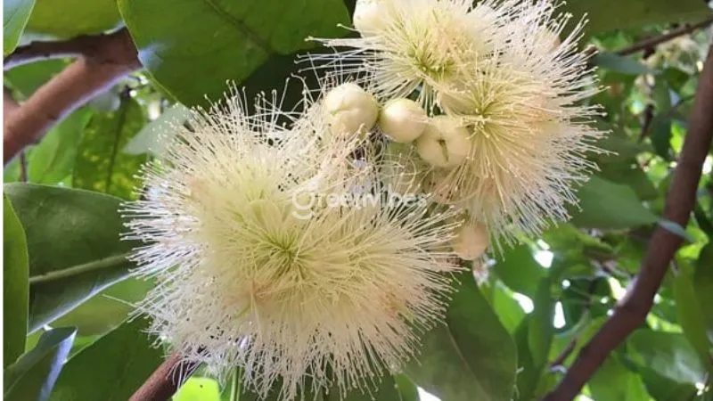 Cây mận An Phước với hoa trắng nở rộ thành từng chùm, báo hiệu mùa quả