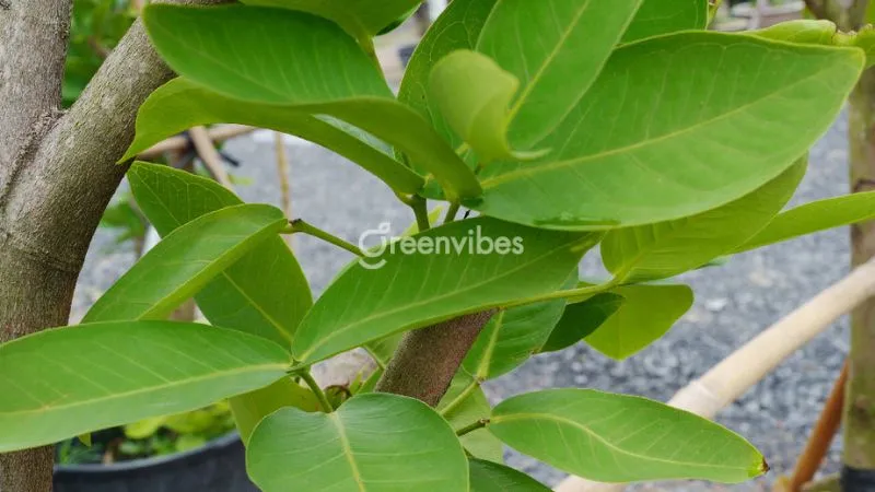 Cây mận đỏ an phước - Greenvibes