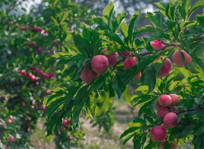 Cây mận hậu đang ra quả được trồng trong chậu, biểu tượng cho thành công của cách trồng cây mận hậu trong chậu