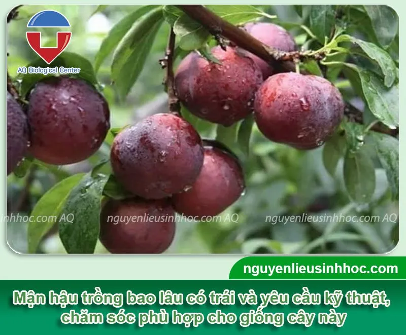 Cây mận hậu đang trong giai đoạn ra hoa kết trái, minh họa kỹ thuật trồng cây mận hậu