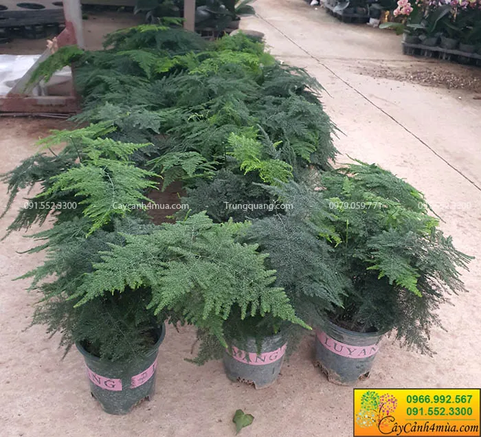 Cây Măng Tây Cảnh với tán lá xum xuê được trồng trong chậu sứ