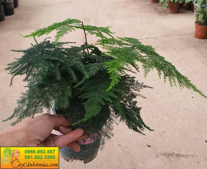 Cây Măng Tây Trồng Văn Phòng trong chậu trắng với lớp rễ phụ phát triển mạnh