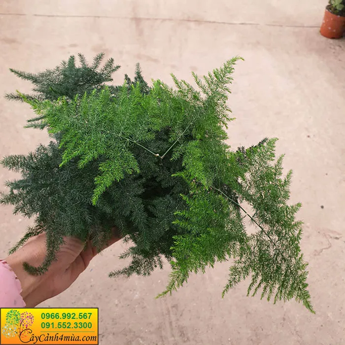 Cây Măng Tây Văn Phòng trồng trong chậu nhỏ được đặt trên bàn làm việc