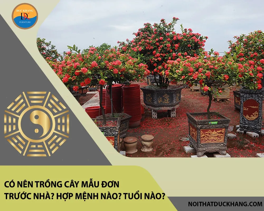 Cây mẫu đơn đỏ rực rỡ trồng trước nhà mang lại tài lộc và may mắn, có nên trồng cây mẫu đơn trước nhà