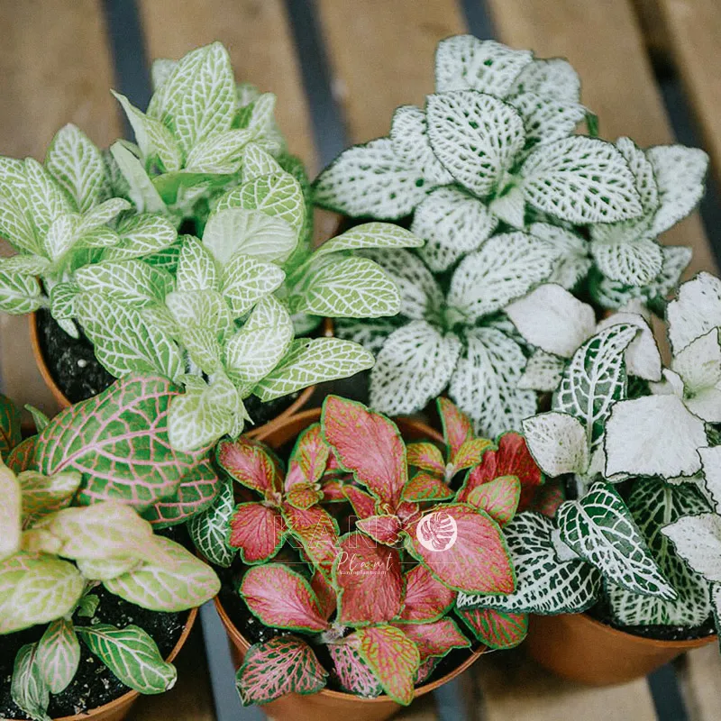 Cây may mắn cách chăm sóc chi tiết: Tập hợp các giống Fittonia phổ biến với gân lá màu sắc