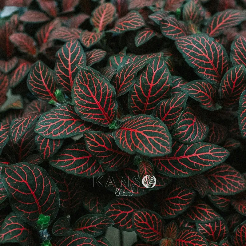 Cây May mắn đỏ Fittonia albivenis Red Anne với gân lá màu đỏ tươi