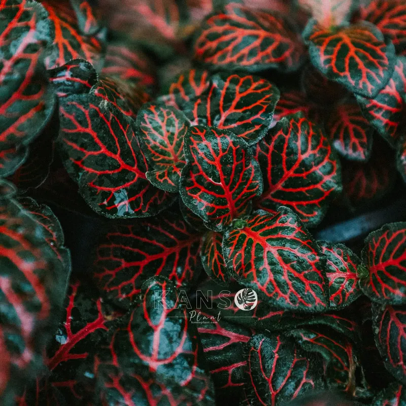 Cây May mắn phát triển tốt trong điều kiện ẩm và nhiệt độ trung bình vùng nhiệt đới