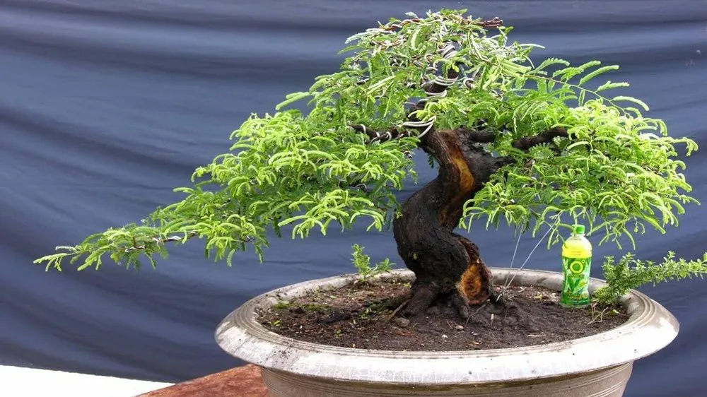 Cây me bonsai dáng trực đẹp mắt được trồng trong chậu sứ