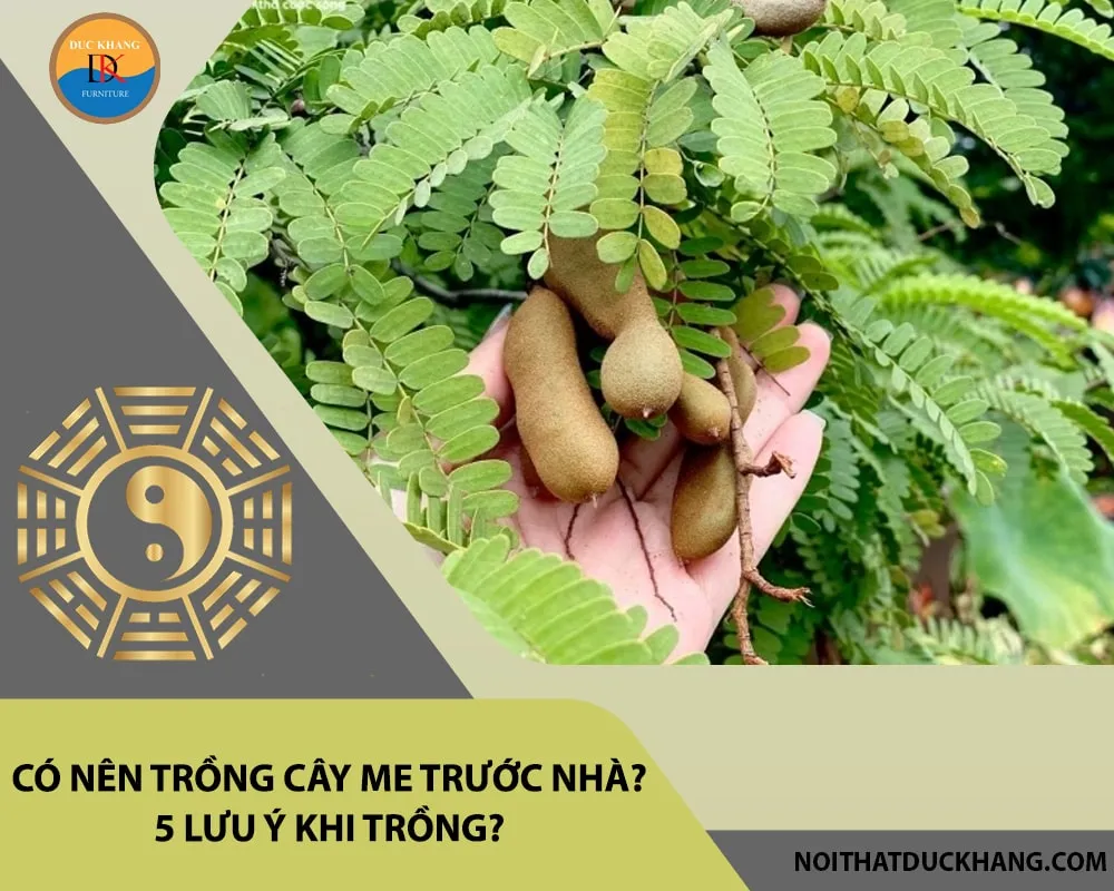 Cây me thích hợp với gia chủ mệnh Mộc và mệnh Hỏa, mang lại may mắn và tài lộc