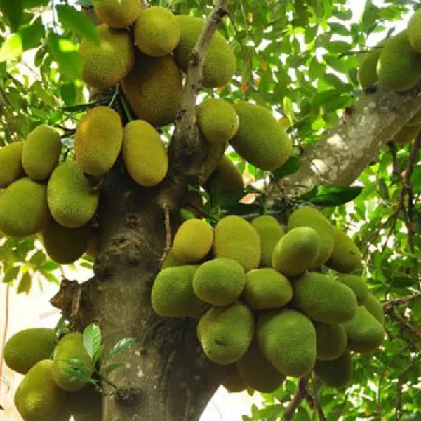 Cây Mít có tán lá rộng che khuất ánh sáng, cản trở dòng năng lượng tích cực vào nhà