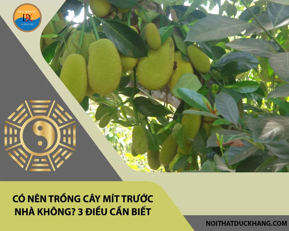 Cây mít có tán lá rộng và rậm rạp, cần cân nhắc kỹ lưỡng khi trồng ở vị trí trước nhà.