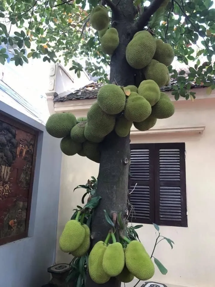 Cây mít cổ thụ được bọc bầu chắc chắn, một khâu quan trọng trong kỹ thuật cách trồng cây cổ thụ