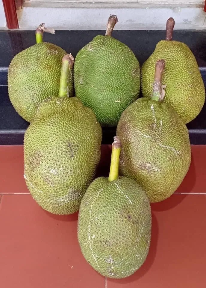 Cây mít cổ thụ được chăm sóc kỹ lưỡng, thể hiện sự thành công của quy trình cách trồng cây cổ thụ và phục hồi cây sau di chuyển