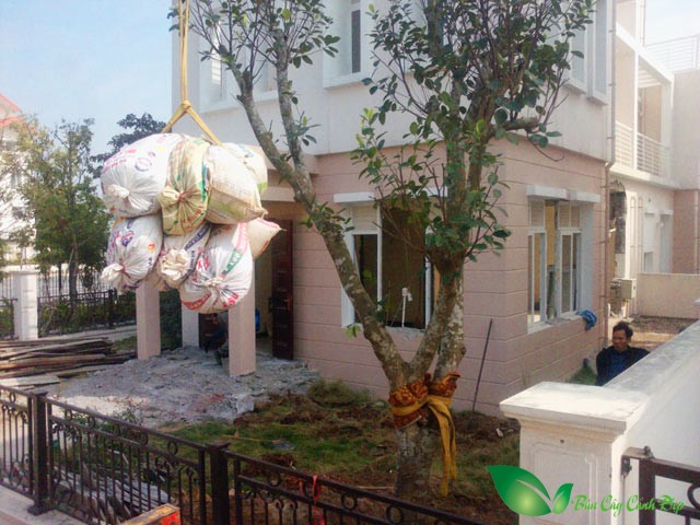 Có Nên Trồng Cây Mít Trước Nhà Hay Không: Luận Giải Phong Thủy, Giá Trị Và Vị Trí Lý Tưởng