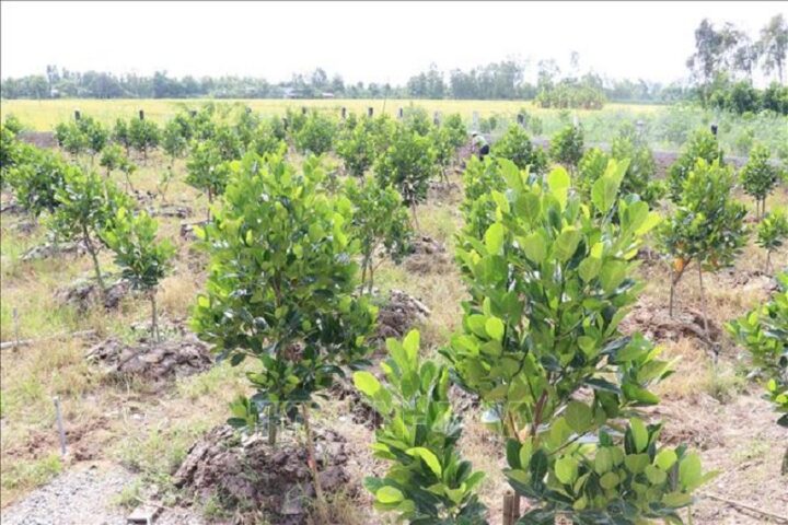 Cách Trồng Cây Mít Thái Siêu Sớm Đạt Năng Suất Vượt Trội