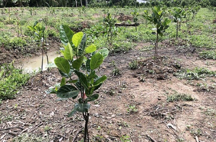 Cách Trồng Cây Mít Thái Siêu Sớm Đạt Năng Suất Vượt Trội