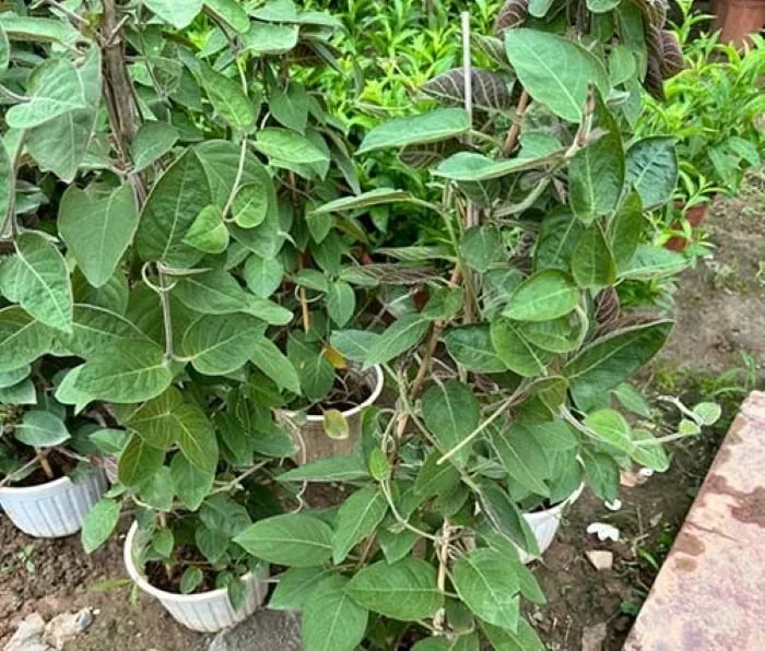 Cây mơ lông tươi tốt đã bắt đầu leo giàn và ra lá non